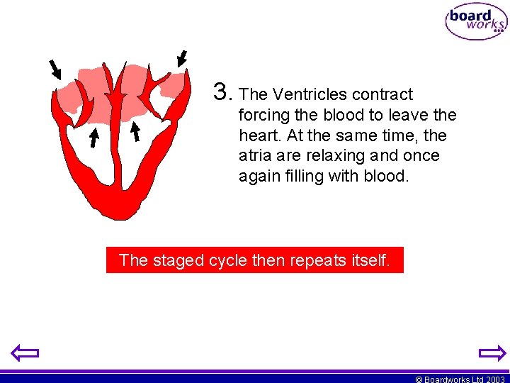 3. The Ventricles contract forcing the blood to leave the heart. At the same