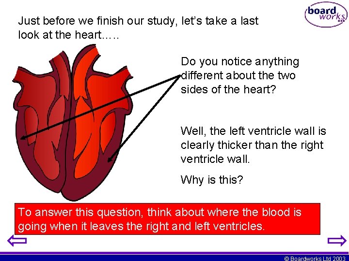 Just before we finish our study, let’s take a last look at the heart….