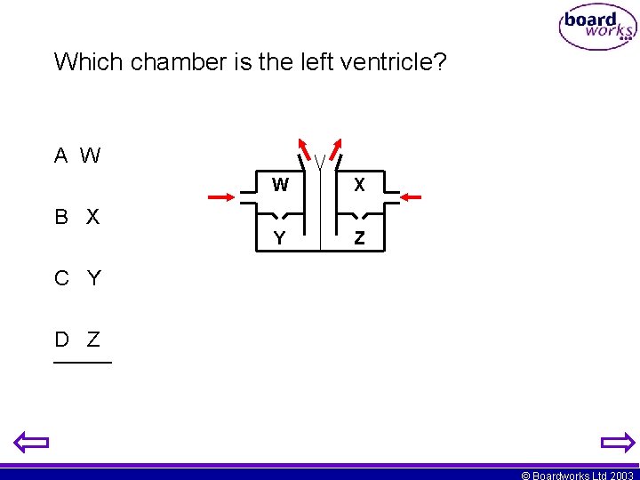 Which chamber is the left ventricle? A W B X W X Y Z