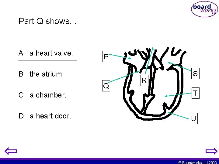 Part Q shows. . . A a heart valve. P B the atrium. Q