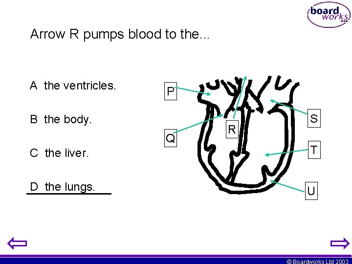 Arrow R pumps blood to the. . . A the ventricles. P B the