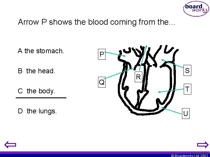 Arrow P shows the blood coming from the. . . A the stomach. P