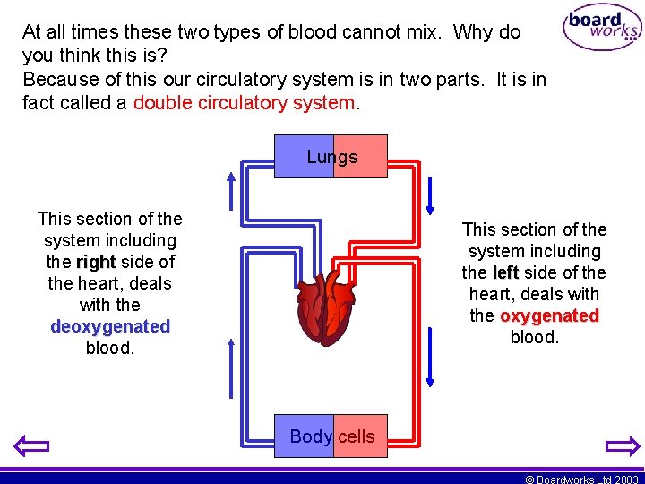 At all times these two types of blood cannot mix. Why do you think