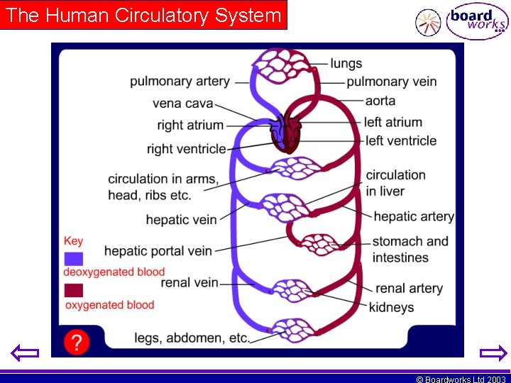 The Human Circulatory System © Boardworks Ltd 2003 