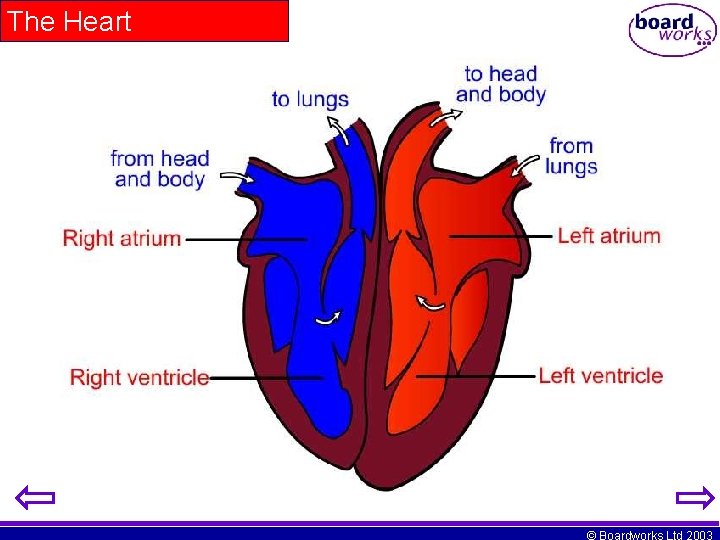 The Heart © Boardworks Ltd 2003 