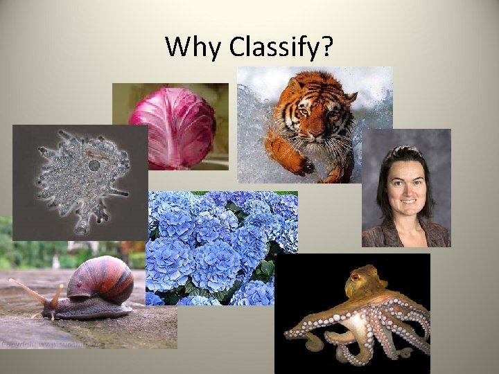 Why Classify? 