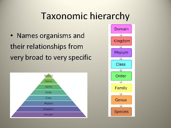 Taxonomic hierarchy • Names organisms and their relationships from very broad to very specific
