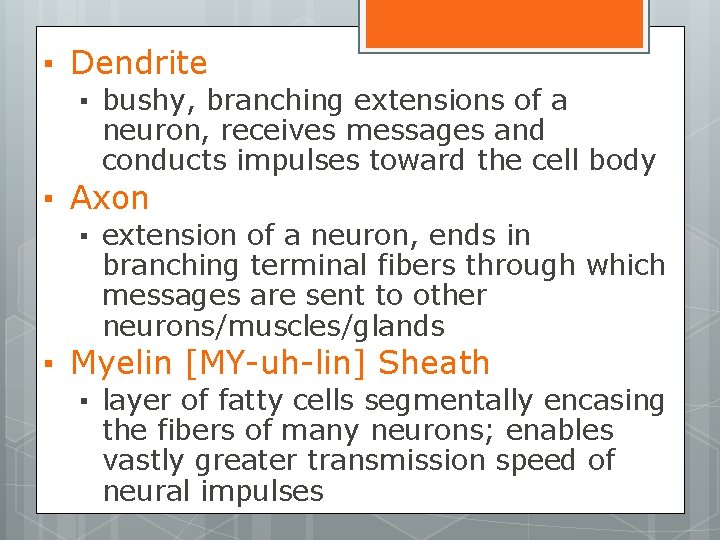▪ Dendrite ▪ bushy, branching extensions of a neuron, receives messages and conducts impulses