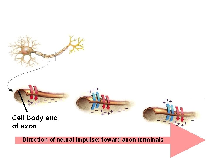 Cell body end of axon Direction of neural impulse: toward axon terminals 