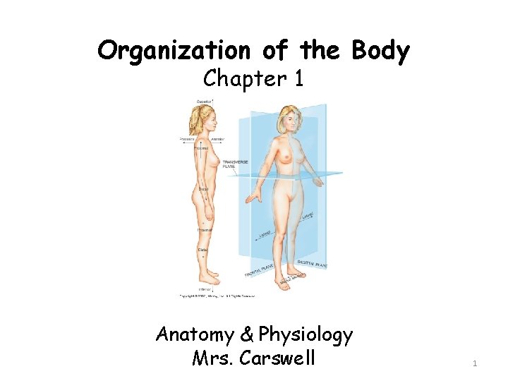 Organization of the Body Chapter 1 Anatomy & Physiology Mrs. Carswell 1 