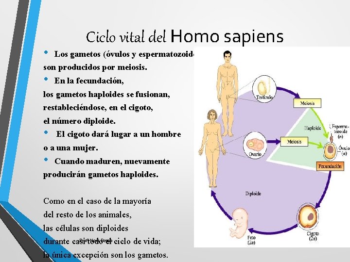  • Ciclo vital del Homo sapiens Los gametos (óvulos y espermatozoides) son producidos