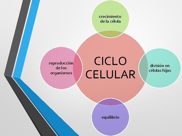 crecimiento de la célula reproducción de los organismos CICLO CELULAR equilibrio división en células