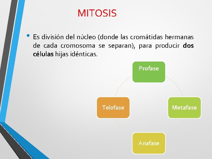 MITOSIS • Es división del núcleo (donde las cromátidas hermanas de cada cromosoma se