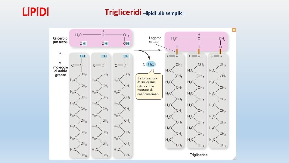 LIPIDI Trigliceridi –lipidi più semplici 