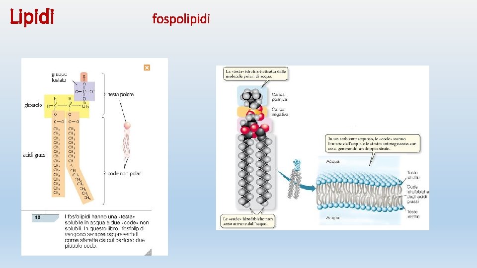 Lipidi fospolipidi 