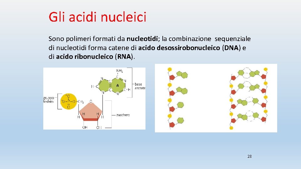 Gli acidi nucleici Sono polimeri formati da nucleotidi; la combinazione sequenziale di nucleotidi forma