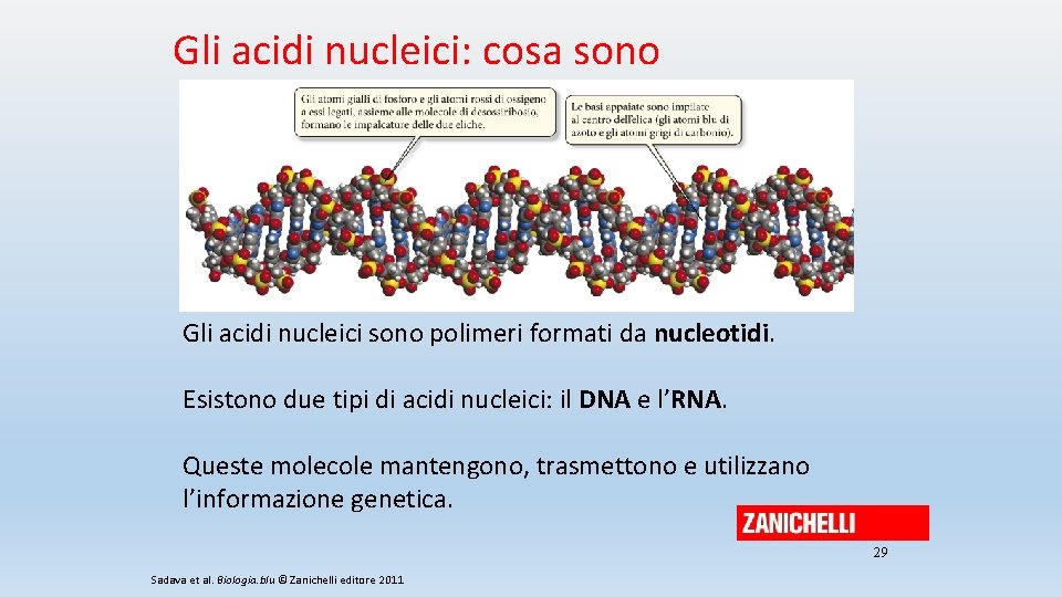 Gli acidi nucleici: cosa sono Gli acidi nucleici sono polimeri formati da nucleotidi. Esistono