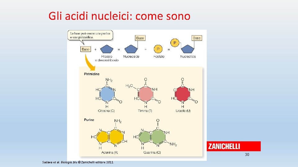 Gli acidi nucleici: come sono 30 Sadava et al. Biologia. blu © Zanichelli editore