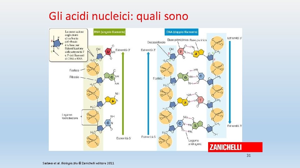 Gli acidi nucleici: quali sono 31 Sadava et al. Biologia. blu © Zanichelli editore