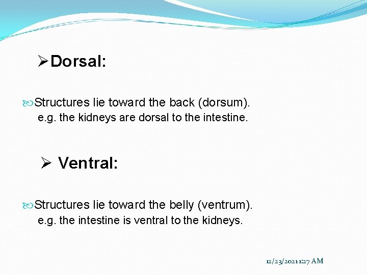 ØDorsal: Structures lie toward the back (dorsum). e. g. the kidneys are dorsal to