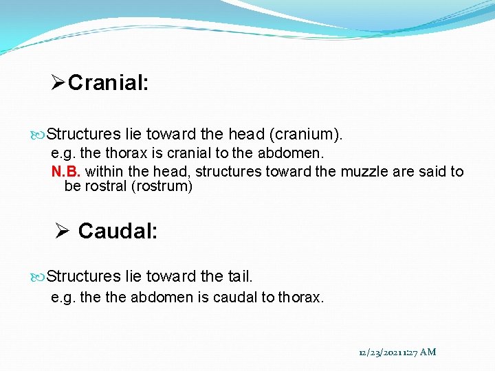 ØCranial: Structures lie toward the head (cranium). e. g. the thorax is cranial to