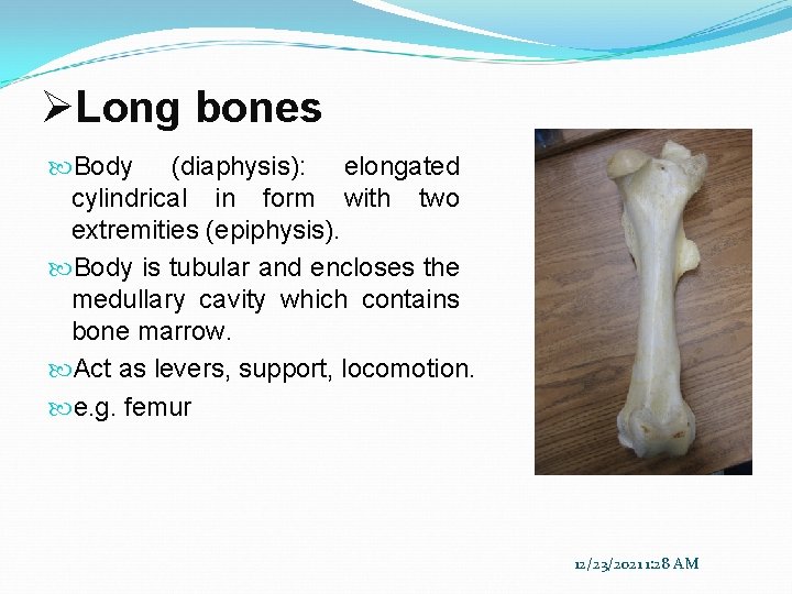 ØLong bones Body (diaphysis): elongated cylindrical in form with two extremities (epiphysis). Body is