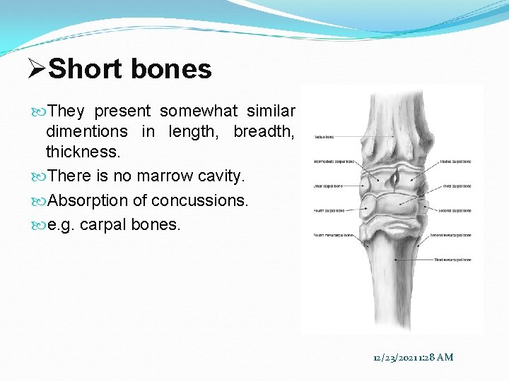 ØShort bones They present somewhat similar dimentions in length, breadth, thickness. There is no