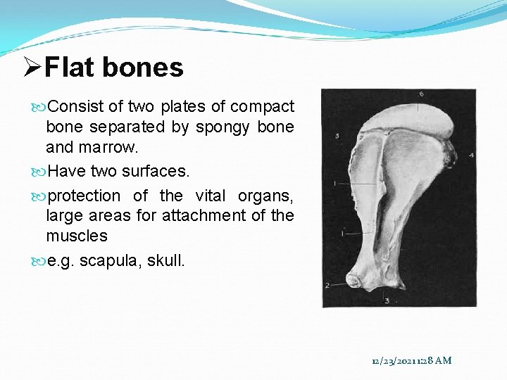 ØFlat bones Consist of two plates of compact bone separated by spongy bone and