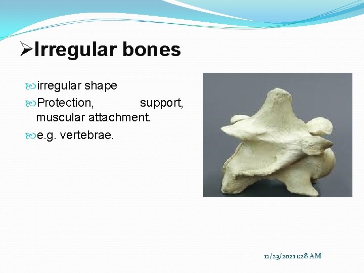 ØIrregular bones irregular shape Protection, support, muscular attachment. e. g. vertebrae. 12/23/2021 1: 28