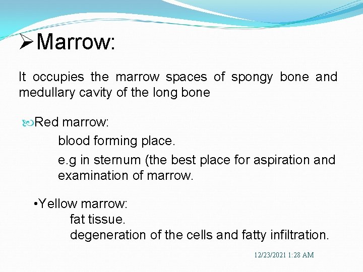 ØMarrow: It occupies the marrow spaces of spongy bone and medullary cavity of the