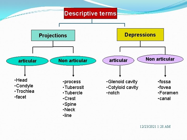 Descriptive terms Projections articular • Head • Condyle • Trochlea • facet Non articular