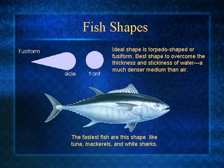 Fish Shapes Ideal shape is torpedo-shaped or fusiform. Best shape to overcome thickness and