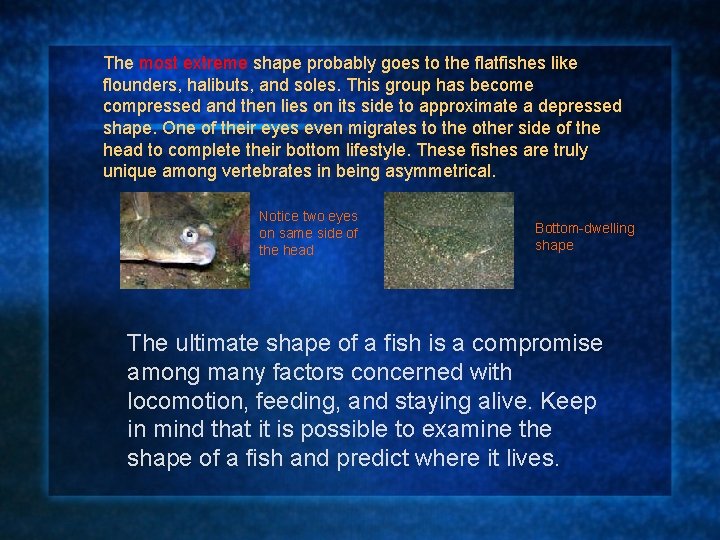 The most extreme shape probably goes to the flatfishes like flounders, halibuts, and soles.