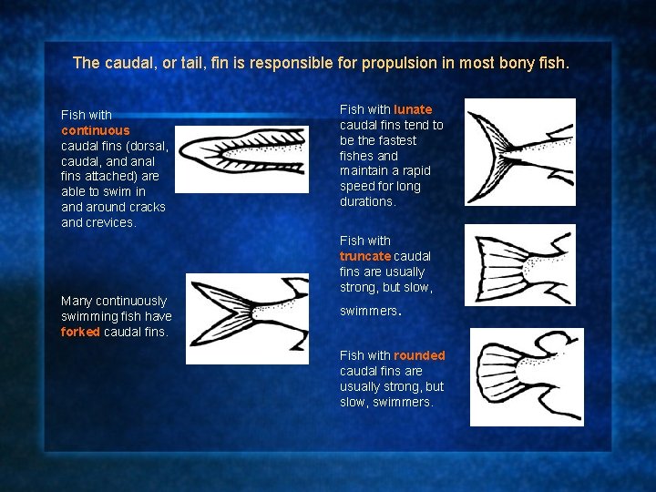 The caudal, or tail, fin is responsible for propulsion in most bony fish. Fish