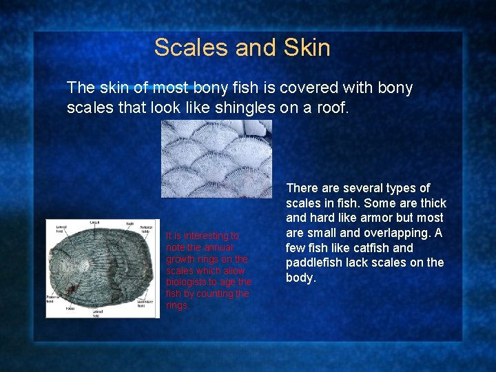 Scales and Skin The skin of most bony fish is covered with bony scales