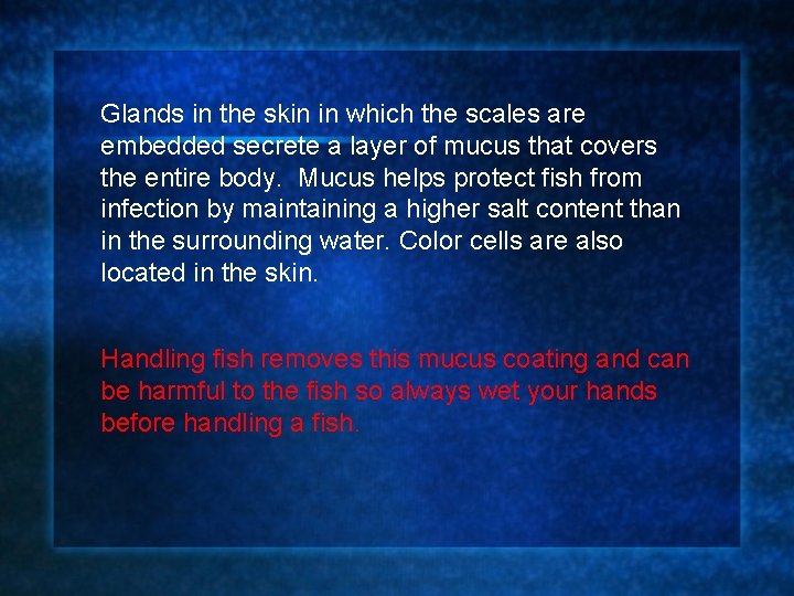 Glands in the skin in which the scales are embedded secrete a layer of