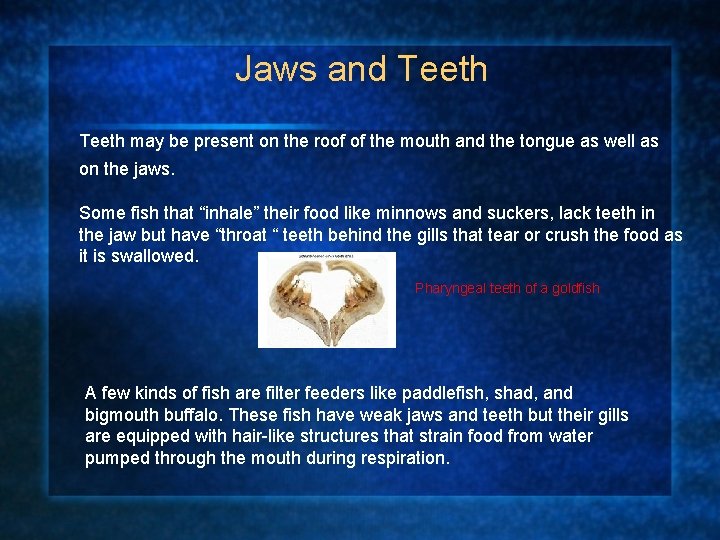 Jaws and Teeth may be present on the roof of the mouth and the