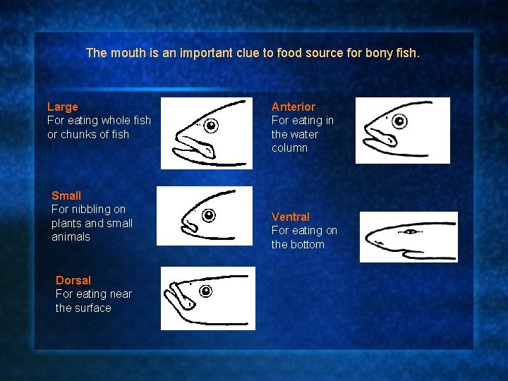 The mouth is an important clue to food source for bony fish. Large For