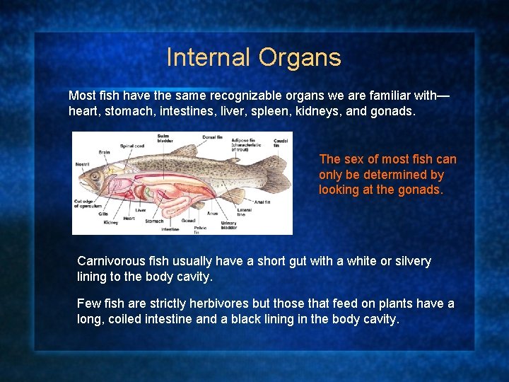 Internal Organs Most fish have the same recognizable organs we are familiar with— heart,