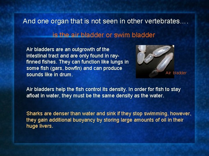 And one organ that is not seen in other vertebrates…. is the air bladder