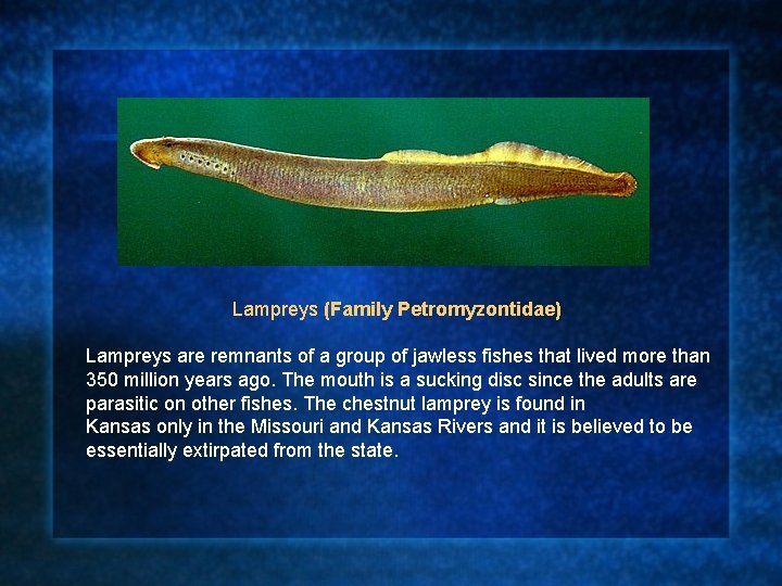 Lampreys (Family Petromyzontidae) Lampreys are remnants of a group of jawless fishes that lived