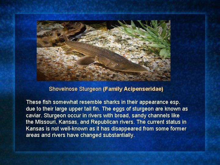 Shovelnose Sturgeon (Family Acipenseridae) These fish somewhat resemble sharks in their appearance esp. due