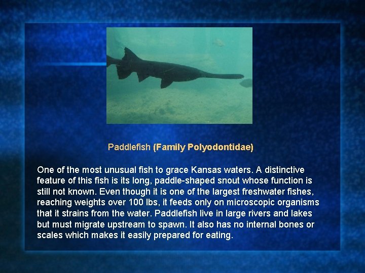 Paddlefish (Family Polyodontidae) One of the most unusual fish to grace Kansas waters. A