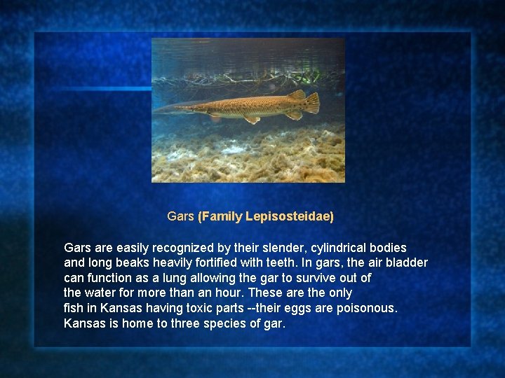 Gars (Family Lepisosteidae) Gars are easily recognized by their slender, cylindrical bodies and long