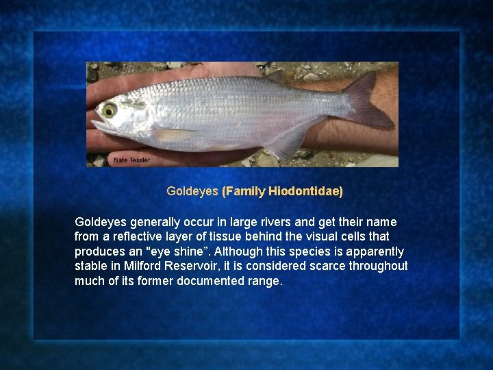 Goldeyes (Family Hiodontidae) Goldeyes generally occur in large rivers and get their name from