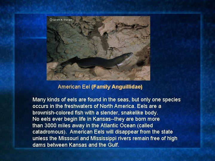 American Eel (Family Anguillidae) Many kinds of eels are found in the seas, but