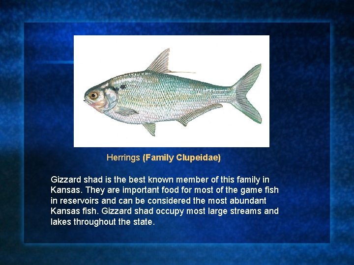 Herrings (Family Clupeidae) Gizzard shad is the best known member of this family in