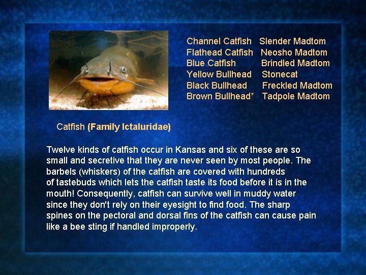 Channel Catfish Flathead Catfish Blue Catfish Yellow Bullhead Black Bullhead Brown Bullhead* Slender Madtom