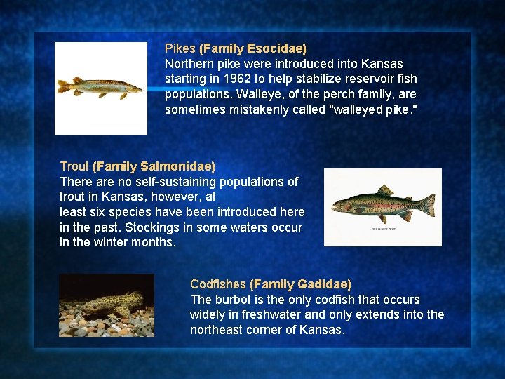 Pikes (Family Esocidae) Northern pike were introduced into Kansas starting in 1962 to help