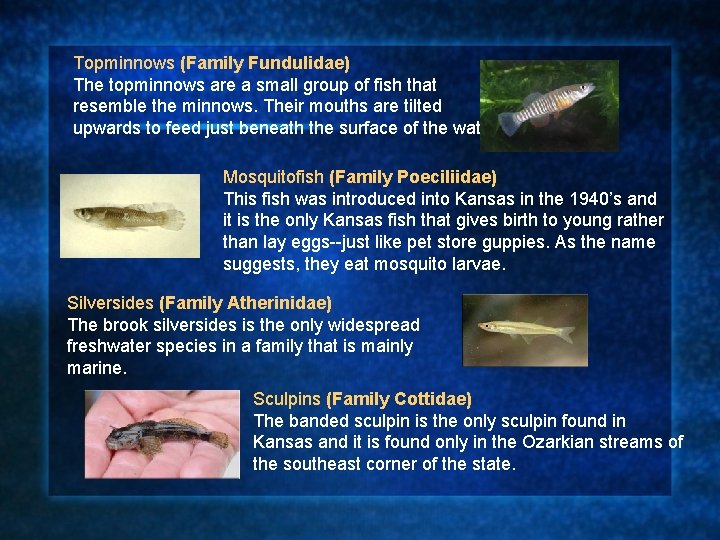 Topminnows (Family Fundulidae) The topminnows are a small group of fish that resemble the